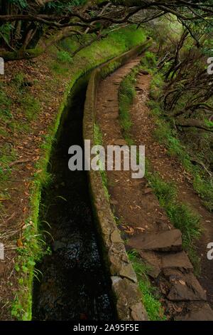 Wanderweg PR6 zu den 25 Quellen, entlang dem Wasser Kanal, Levada das 25 Fontes, im Regenwald, Lorbeerwald Laurisilva, Naturpark Rabacal Stockfoto