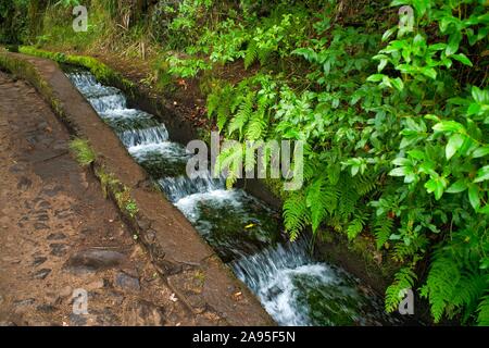 Wanderweg PR6 zu den 25 Quellen, entlang dem Wasser Kanal, Levada das 25 Fontes, im Regenwald, rabacal Naturschutzgebiet, Insel Madeira, Portugal Stockfoto