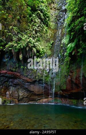 Wasserfall 25 Quellen, Fontes, Regenwald im Naturpark Rabacal, Insel Madeira, Portugal Stockfoto