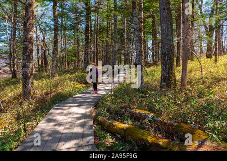 Frau auf Wanderweg durch Bambus, senjogahara Sumpfland, Nikko National Park, Nikko, Präfektur Tochigi, Japan Stockfoto