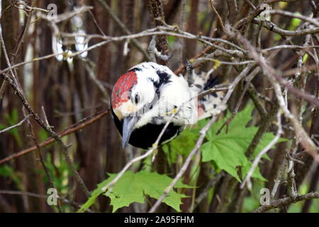 Weiß-backed Woodpecker, Dendrocopos leucotos Stockfoto