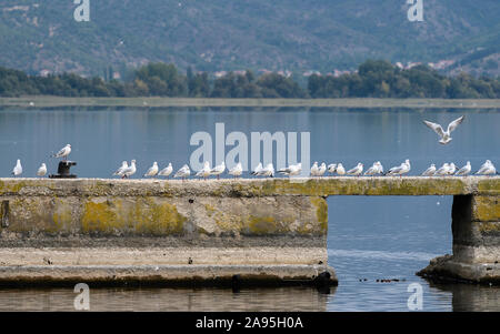 Möwen auf einem Steg am See Orestiada in Kastoria. Mazedonien, im Norden Griechenlands. Stockfoto
