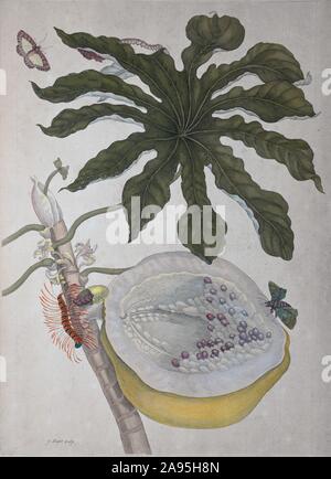 Papaya (Carica papaya), handcolorierte Kupferstich von Maria Sibylla Merian, Surinam, Buch, 1705, Amsterdam, Niederlande Stockfoto