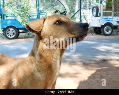 Die gemeinsamen Indischen Paria streunenden Hund namens auch reine Rassen Native Hund oder Desi Straße Hund in der Straße Straße von Kolkata, Indien, Südasien. Close up Po Stockfoto