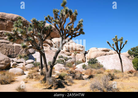 Joshua Tree Nationalpark, Kalifornien, USA Stockfoto