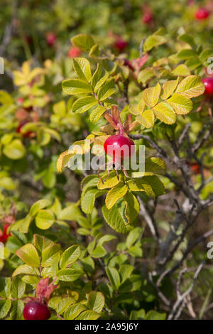 Strand oder Japanische Rose mit Obst, eine invasive Arten in den Dünen, Oxwich Bay, die Gower, South Wales Stockfoto