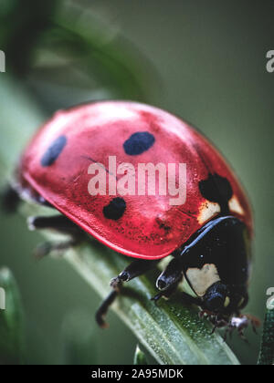 Marienkäfer auf Rasen Stockfoto