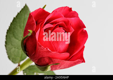 Nahaufnahme von roten Rose gegen einen weißen Hintergrund isoliert Stockfoto