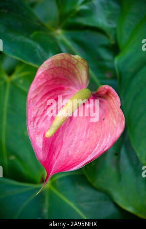 Nahaufnahme rosa Anthurium Blume auch als Schwanzblume, Flamingo Blume oder laceleaf das Zentrum des Fokus mit grünen Blättern Hintergrund Stockfoto