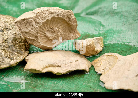 Steine mit ammoniten Fossilien liegen auf einem grünen Kunststoffabdeckung in einem regen Pfütze im Oktober in Deutschland Stockfoto