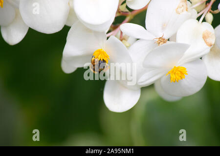 Foto von Honigbiene bei der Arbeit saugen Nektar und bestäuben eine weiße und gelbe Orchidee mit verschwommenem Hintergrund Stockfoto