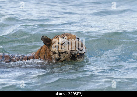 Erwachsene männliche Tiger schwimmen in der Nähe des Bootes in einem extrem abgehackten Wasser während der hohen Gezeiten, Sundarban Tiger Reserve, West Bengalen, Indien Stockfoto