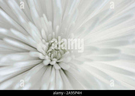 Nahaufnahme von einem weißen Chrysantheme Blume Stockfoto
