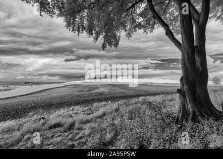 Schwarze & Weiße Landschaft der sonnendurchfluteten Bäume in der Nähe der Ridgeway National Trail in der Nähe von Hackpen Hill in Wiltshire. Stockfoto