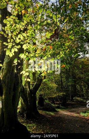 Die Blätter von einer Buche Fagus sylvatica Hintergrundbeleuchtung durch Sonnenlicht in der alten Wälder von Draynes Holz in Cornwall. Stockfoto