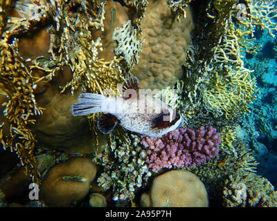 Tropische Fische im Meer. Masked Puffer. Hässliche Kugelfisch im Meer in der Nähe von Coral Reef. Stockfoto