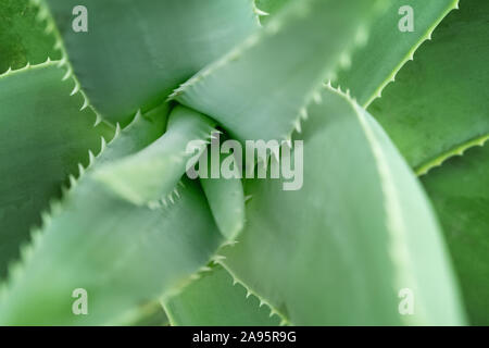 Nahaufnahme der Aloe Vera Pflanze, Vollbild. Stockfoto