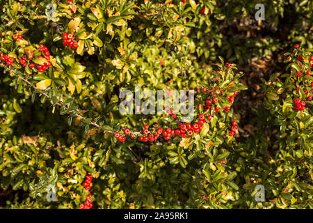 Kleine rote Früchte im Werk aucuba japonica Anlage Stockfoto