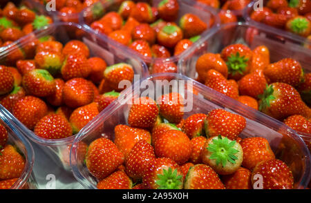 Frische Erdbeeren zum Verkauf in Kartons verpackt. Stockfoto