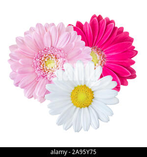 Daisy und gerbera vor weißem Hintergrund Stockfoto