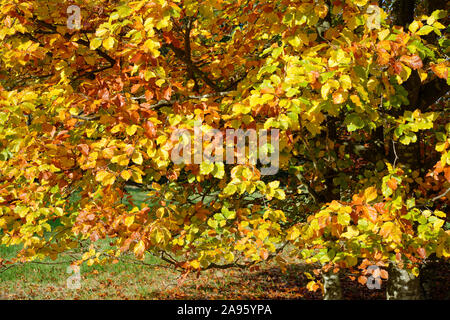 Szene Herbst Laub. Buche Blätter. Stockfoto