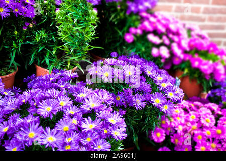 Verschiedene Aster Blumen und Topfpflanzen Stockfoto