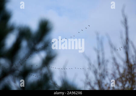 Edinburgh, Schottland. Am 13. November. 2019. UK. Frostigen Morgen im Süden von Edinburgh. Gänse Migrantinnen ihren Weg in den Süden. Pako Mera/Alamy leben Nachrichten Stockfoto