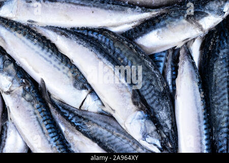 Gefrorene Makrelen. Gefrorene Gruppe von Fisch. Iced athlantic Fisch. Makrele. Makrele Muster. Makrele Textur. Fisch Hintergrund Stockfoto