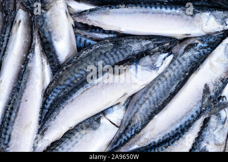 Gefrorene Makrelen. Gefrorene Gruppe von Fisch. Iced athlantic Fisch. Makrele. Makrele Muster. Makrele Textur. Fisch Hintergrund Stockfoto