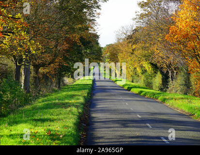 Die herbstlichen Bäumen gesäumten Straße in der Nähe von Southill, Bedfordshire Stockfoto
