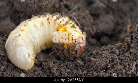 Käfer Larve im Boden Stockfoto