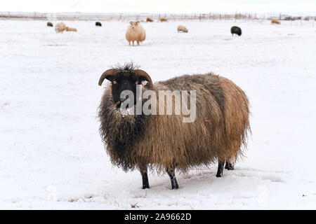 Schwarze Schafe essen im Schnee Stockfoto