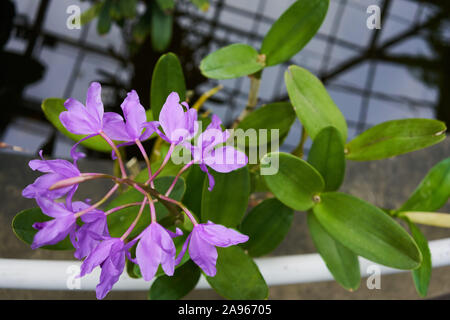 19-10-27 Botanischer Garten in Prag Na Slupi-0002-Orchidee-schöne Blume Stockfoto