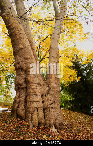 19-10-27 Prague-Botanic garten Na Slupi -0005 - alte Baum im Herbst am Nachmittag Stockfoto