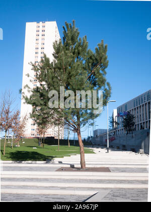 Neu angepflanzten Kiefern (Pinus sylvestris) städtische Baum, Glasgow Community College, Glasgow, Schottland, Großbritannien Stockfoto