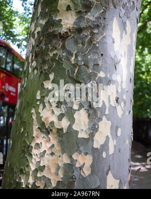 London Platane (Platanus x Hispanica) abblätternde Rinde detail und Bus, Hackney, London Stockfoto