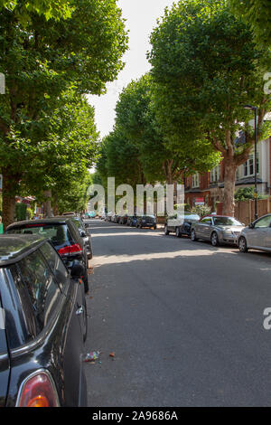 Avenue London Platanen (Platanus x Hispanica), Muswell Hill, London, N10 Stockfoto