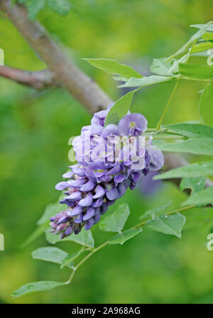 Amerikanischer Blauregen (Wisteria frutescens 'Amethyst') fällt. Stockfoto