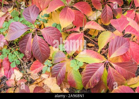 Herbst saisonal Hintergrund mit close-up Mix aus natürlichen Blätter, beide gefallen und immer noch wachsende, farbige in hellem Gelb, Grün und Wein Farben. Lea Stockfoto
