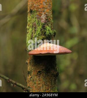 Halterung Pilz wächst an einem Baum in britischen Wälder. Stockfoto
