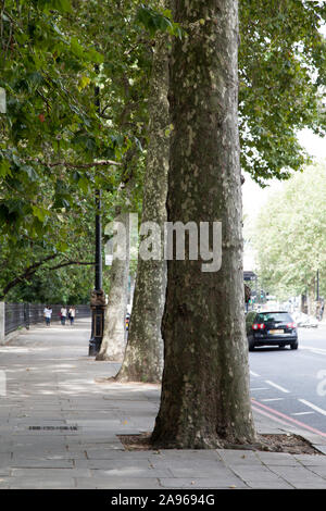 Avenue London Platanen (Platanus x Hispanica), Victoria Embankment, London SW1 Stockfoto