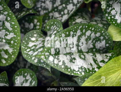 (Lungenkraut) Pulmonaria saccharata 'Mrs Moon' Bethlehem Salbei weiß gefleckte Blätter wachsen in einem Grenze an RHS Garden Harlow Carr, Harrogate, Yorkshire. Stockfoto