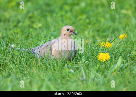 Taube in Nordwisconsin. Stockfoto