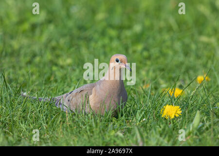 Taube in Nordwisconsin. Stockfoto