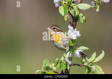 1. Jahr männliche rose-breasted Grosbeak in einem blühenden Apfelbaum thront. Stockfoto
