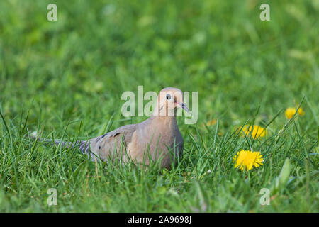 Taube in Nordwisconsin. Stockfoto