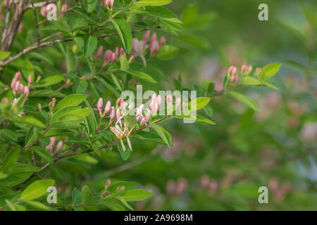 Blühende Morrow's Geißblatt in Nordwisconsin. Stockfoto