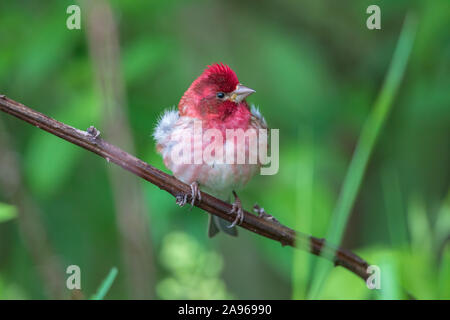 Männliche purple Finch in Nordwisconsin. Stockfoto