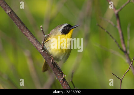 Männliche gemeinsame Wisoconsin yellowthroat im Norden. Stockfoto