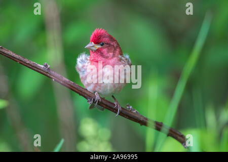 Männliche purple Finch in Nordwisconsin. Stockfoto